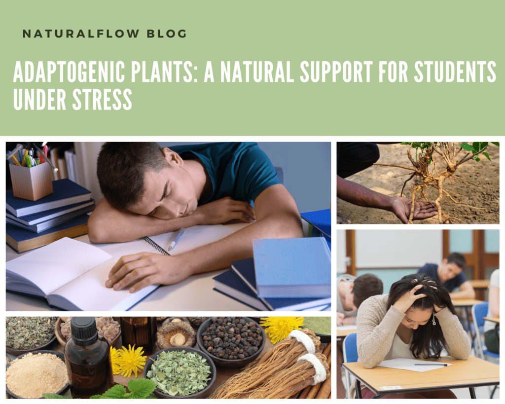 ashwagandha, rhodiaola, tulsi Schisandra, sterss, studends