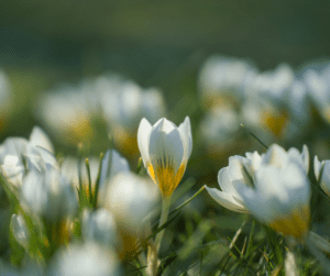 Foto fiori primavera
