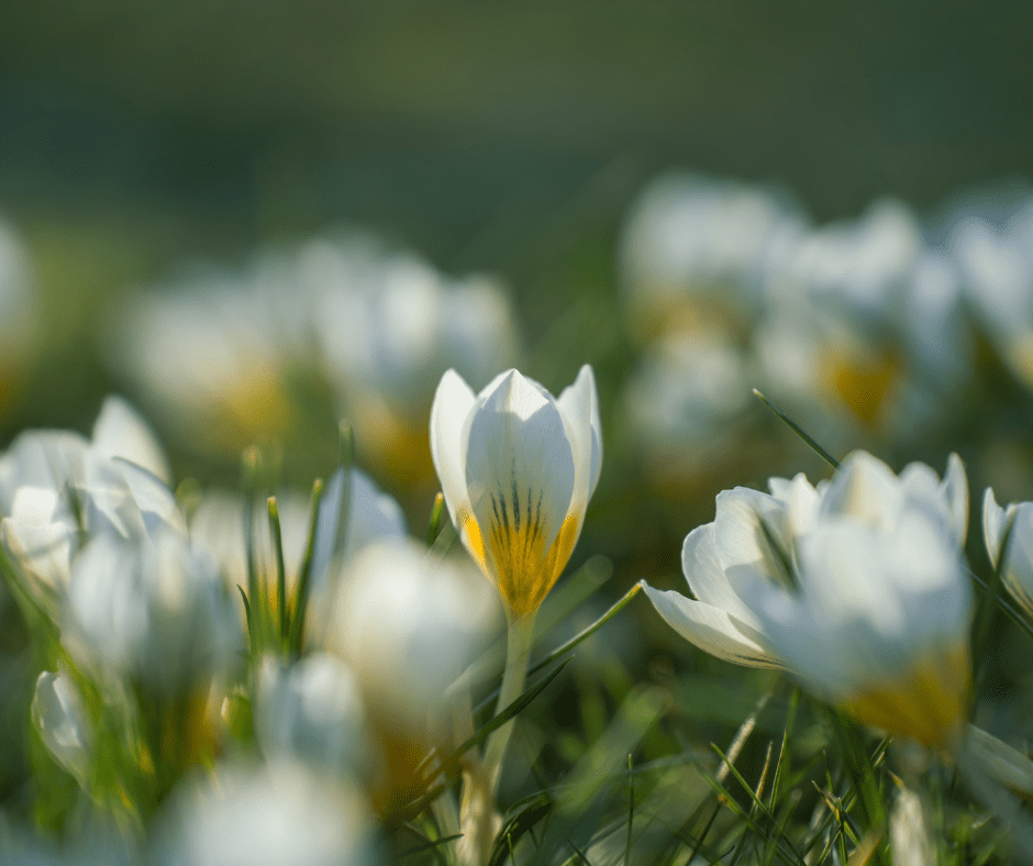 Foto fiori primavera